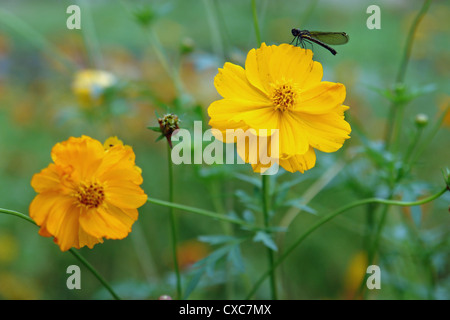 Un petit dragon fly assis sur une fleur jaune. Nous avons été près de la ville d'Inde du Nord et de Kangra il y avait beaucoup de verdure. Banque D'Images