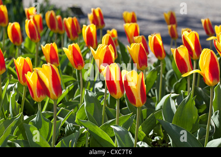 'Stresa' Kaufmanniana Tulipe, Tulipa kaufmanniana (Näckrostulpan) Banque D'Images