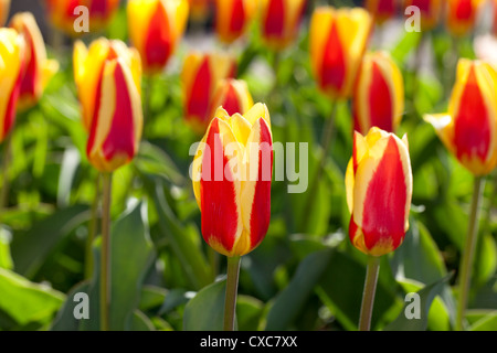 'Stresa' Kaufmanniana Tulipe, Tulipa kaufmanniana (Näckrostulpan) Banque D'Images