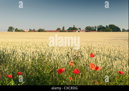 Coquelicot (Papaver rhoeas commun) sur le bord du champ de blé et le château de Ctenice, Ctenice, Stredocesko, République Tchèque, Europe Banque D'Images