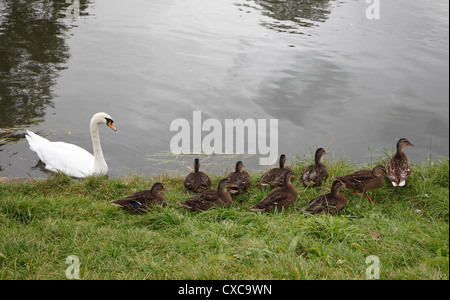 Cygne muet d'essayer de déplacer le canard colvert, le long de la banque pour obtenir l'accès rivière Cam Milton Cambridgeshire Banque D'Images