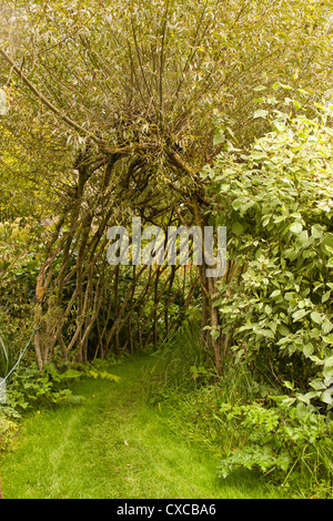 L'eau de l'usine Westonbury Pembridge Gardens Herefordshire Angleterre Royaume-uni. Banque D'Images