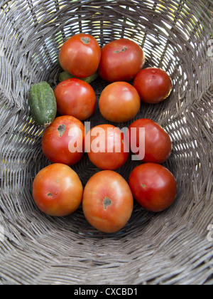 Les tomates biologiques et un concombre fraîchement cueilli à partir d'un jardin privé sur Long Island, New York. Banque D'Images