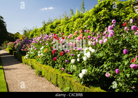 Un large border plein de Dahlias colorés à côté d'un chemin de gravier dans le jardin clos de Rousham House, Oxfordshire, Angleterre Banque D'Images