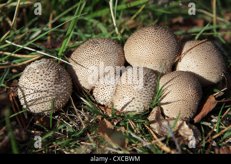 Champignons Puffball commun Banque D'Images