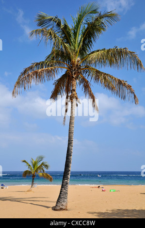 Palmier sur la plage de Teresitas au nord-est de Tenerife, dans les îles Canaries Banque D'Images