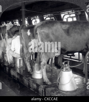 La traite des vaches dans une laiterie, Plainsboro, New Jersey, USA, photographie stéréo, vers 1920 Banque D'Images