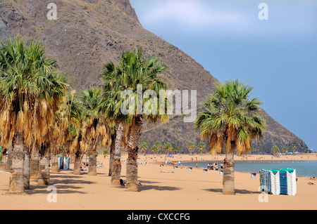 Palmiers sur la plage de Teresitas avec la montagne en arrière-plan, au nord-est de Tenerife, dans les îles Canaries Banque D'Images