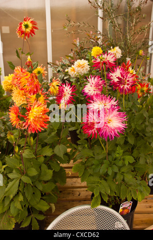 Fleur Dahlia rose, blanc et panaché jaune orange Dahlia en pot en centre-jardin à la vente. Banque D'Images