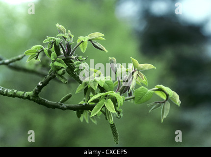 Noyer Juglans ailantifolia japonais Banque D'Images