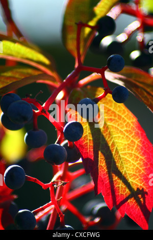 Réducteur japonais, Boston ivy, Raisin, Ivy, ivy japonais et du Parthenocissus tricuspidata - woodbine Banque D'Images