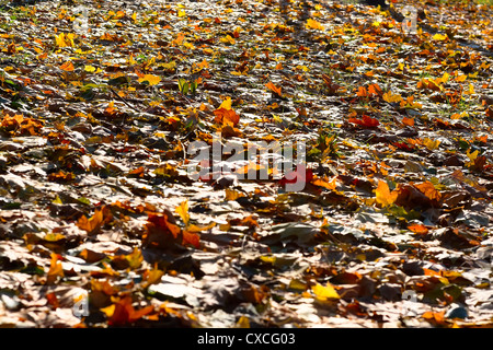Feuilles panachées sont couverts de terre, le jour solaire Banque D'Images