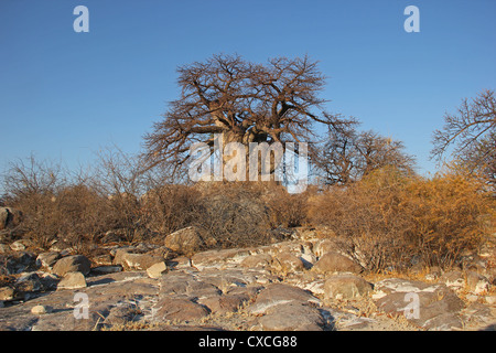 Baobab Kubu Island Banque D'Images