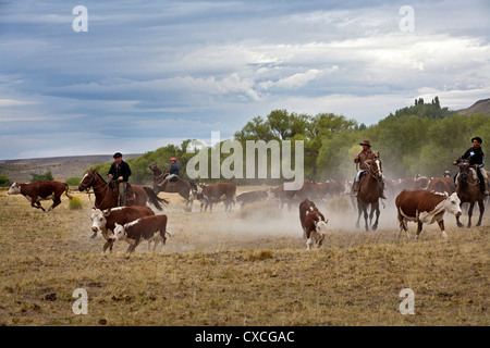 Gauchos avec à l'Estancia Huechahue bovins, Patagonie, Argentine. Banque D'Images