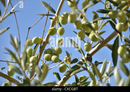 olives Banque D'Images