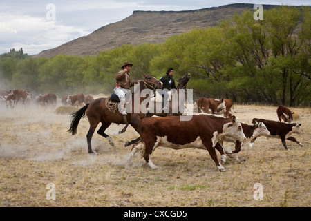 Gauchos avec à l'Estancia Huechahue bovins, Patagonie, Argentine. Banque D'Images