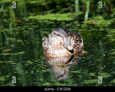 Une femelle Canard colvert (Anas platyrhynchos) piscine au milieu des mauvaises herbes en surface d'un canal Banque D'Images