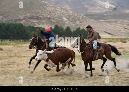 Gauchos avec à l'Estancia Huechahue bovins, Patagonie, Argentine. Banque D'Images