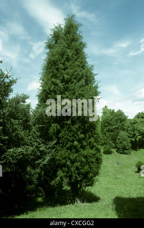 Cèdre rouge de l'Est (cèdre) Juniperus virginiana (Cupressaceae) Banque D'Images