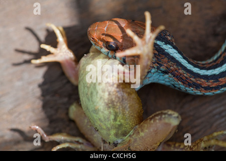 San Francisco (Thamnophis sirtalis tetrataenia). À propos d'ingérer une grenouille (Rana sp. ), À partir de la tête de ligne. Banque D'Images