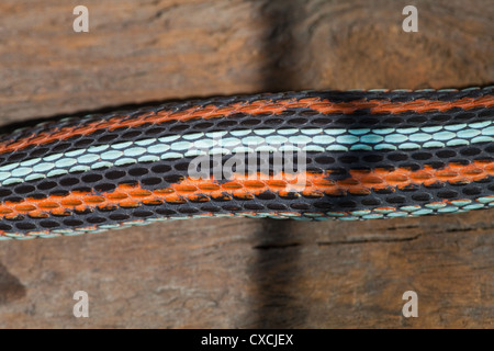San Francisco (Thamnophis sirtalis tetrataenia). Rare ; la sous-espèce en voie de disparition. La tête à gauche. Motif de la peau ; les couleurs Banque D'Images