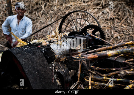 Un paysan colombien met les tiges de canne à sucre par un concasseur lors du traitement de panela en Valle del Cauca, en Colombie. Banque D'Images