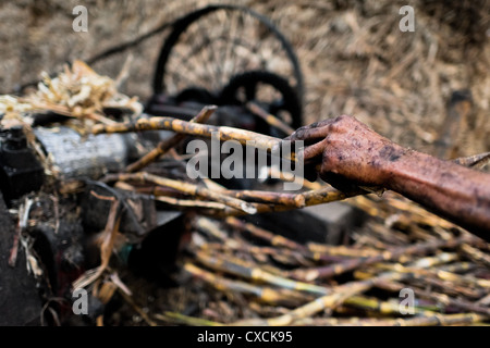 Un paysan colombien met les tiges de canne à sucre par un concasseur lors du traitement de panela en Valle del Cauca, en Colombie. Banque D'Images