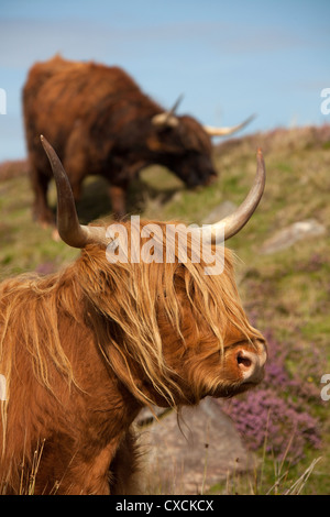 Presqu'île d'Yvoir, l'Écosse. Une paire de Highland vaches qui paissent parmi les purple heather sur le saint-péninsule. Banque D'Images