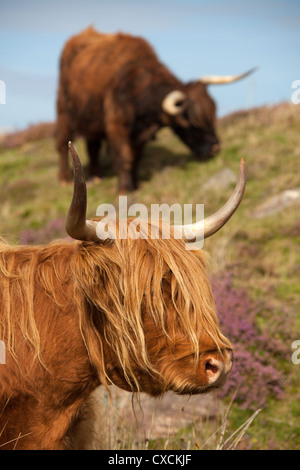 Presqu'île d'Yvoir, l'Écosse. Une paire de Highland vaches qui paissent parmi les purple heather sur le saint-péninsule. Banque D'Images