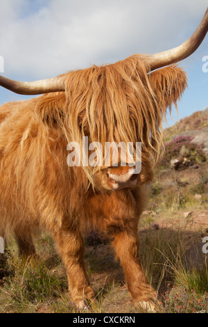 Presqu'île d'Yvoir, l'Écosse. Un pâturage vache Highland parmi les purple heather sur le saint-péninsule. Banque D'Images