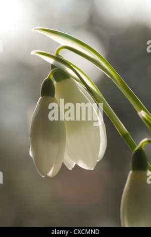 SNOWDROP Galanthus nivalis. Banque D'Images