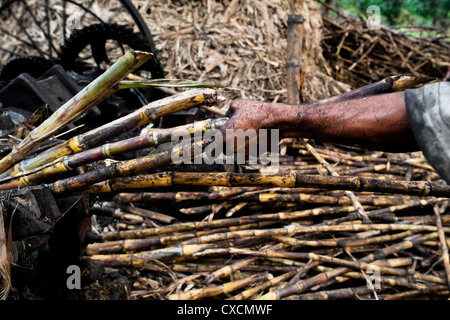 Un paysan colombien met les tiges de canne à sucre par un concasseur lors du traitement de panela en Valle del Cauca, en Colombie. Banque D'Images