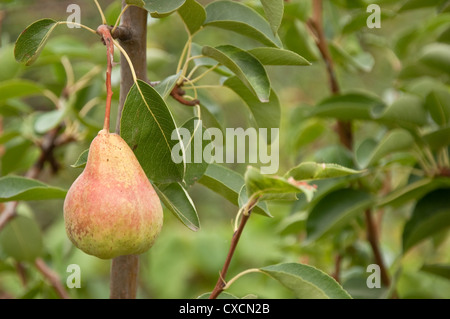 Poire mûre sur la branche, Close up image. Banque D'Images