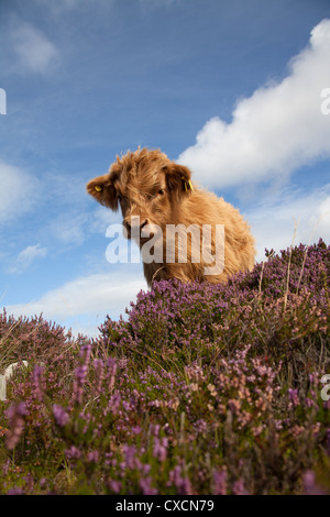 Presqu'île d'Yvoir, l'Écosse. Vue oblique basse pittoresque d'une vache Highland mettent bas entre les pâturages purple heather. Banque D'Images