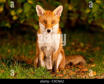 Séance red fox (Vulpes vulpes) regarder Banque D'Images