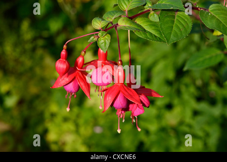 Fleurs Fuchsia Standard Banque D'Images