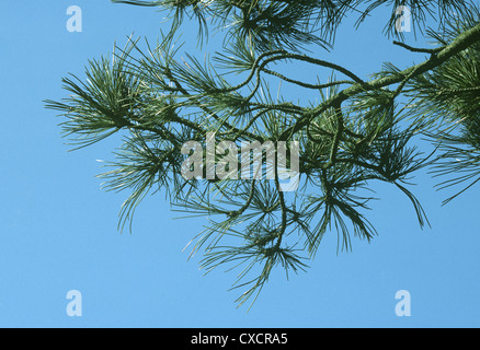 Arolla pine Pinus cembra (Pinaceae) Banque D'Images