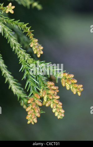 Cèdre du Japon Cryptomeria japonica (Taxodiaceae) Banque D'Images