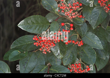 Cotoneaster turbinatus Banque D'Images