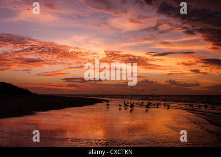 Mouettes sur la plage au coucher du soleil à Bill's Beach, Coral Bay Banque D'Images