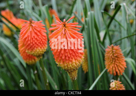Red Hot Poker, Kniphofia, Tritoma ou Torch lily Banque D'Images