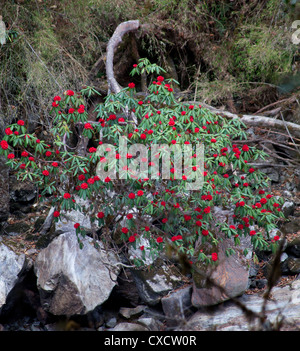 Rhododendrons Rhododendron arboreum, rouge, la floraison le long d'un lit de rivière rocheux, Langtang, Népal Banque D'Images
