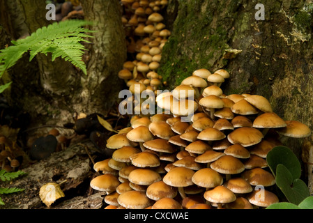 Grand groupe de champignons d'automne sur la souche d'arbre Banque D'Images