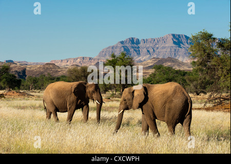 Désert éléphants (Loxodonta africana), la vallée de la rivière Huab, Torra Conservancy, Damaraland, Namibie, Afrique Banque D'Images