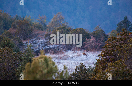 Muntiacus muntjak, muntjac commun, dans un pâturage alpin, le Népal champ givré Banque D'Images