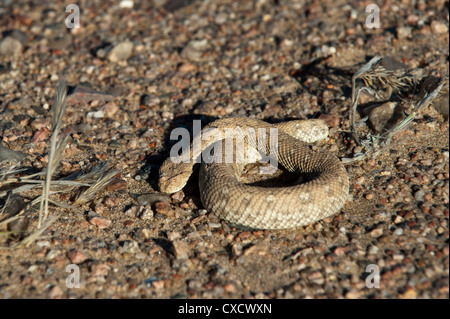Serpent Sidewinder (Peringuey adder's) (Bitis peringueyi), Skeleton Coast National Park, Namibie, Afrique Banque D'Images