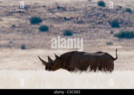 Adapté du désert le rhinocéros noir (Diceros bicornis), Palmwag Concession, Damaraland, Namibie, Afrique Banque D'Images
