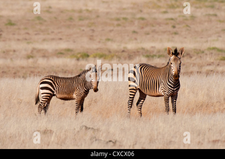 Zèbre de montagne de Hartmann (Equus zebra hartmannae), Palmwag Concession, Damaraland, Namibie, Afrique Banque D'Images