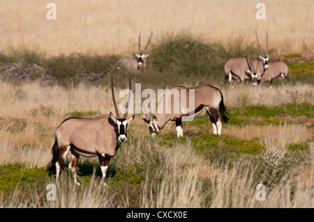 Gemsbok (Oryx gazella), Palmwag Concession, Damaraland, Namibie, Afrique Banque D'Images