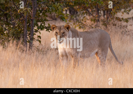 Lion (Panthera leo), Ongava Game Reserve, près de l'Etosha National Park, Namibie, Afrique Banque D'Images